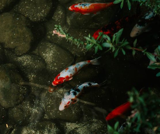 無料チャットアプリのエキスパートアドバイス今夜試してみよう