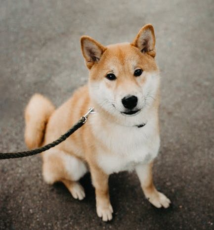 今夜試せる驚きのビデオデーティングプラットフォーム